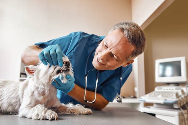  Chester, MD Emergency Dentist Pros